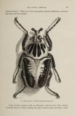 Pouchet, The Universe – Or, The Infinitely Great and The Infinitely Little.