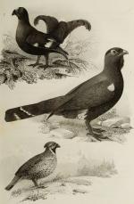 Bouteille, Ornithologie du Dauphiné ou Description des Oiseaux