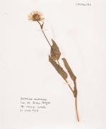 [Naylor, Two original Wild-Flower Herbals