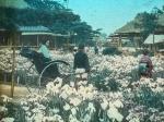[Japan / Attributed to Tamamura Kozaburo]. Collection of 45 (fortyfive) original hand-coloured Glass Plate Collotypes