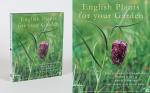 Jill Duchess of Hamilton / Hart, English Plants for your Garden.
