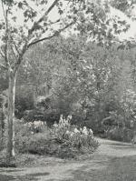 Cook, Trees and Shrubs for English Gardens.