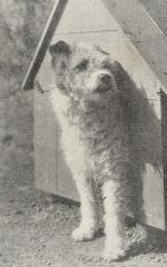 Hubbard, Dogs in Britain: A Description of All Native Breeds and Most Foreign Br