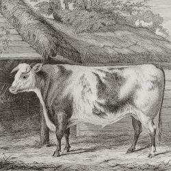 Veterinary Medicine
